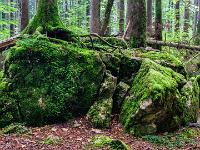 Spinnenartige Baumwurzeln auf moosbedeckten Felsklötzen
